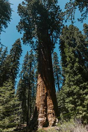 low angle shot of giant sequoia tree in the forest