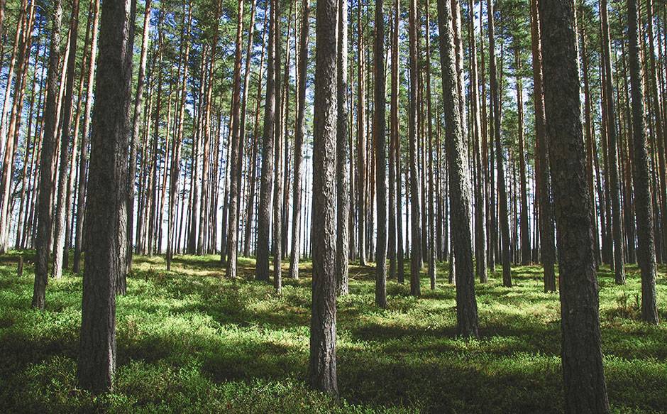 photography of tree trunks